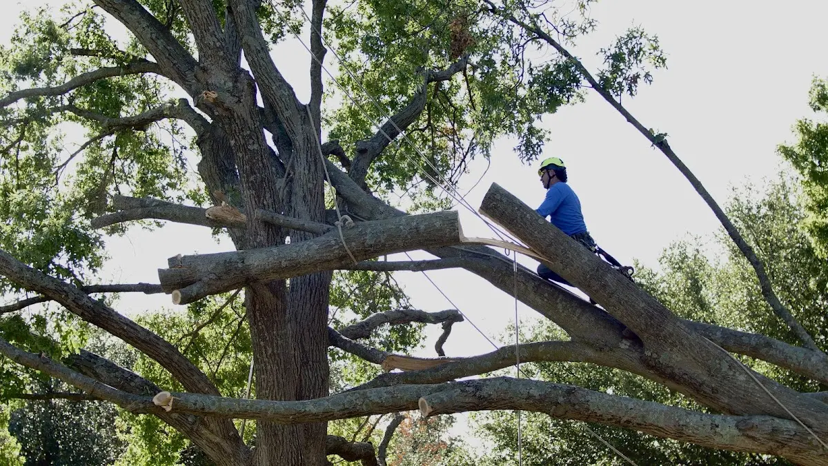 Professional Crown Thinning performed by certified arborists in Calvert
