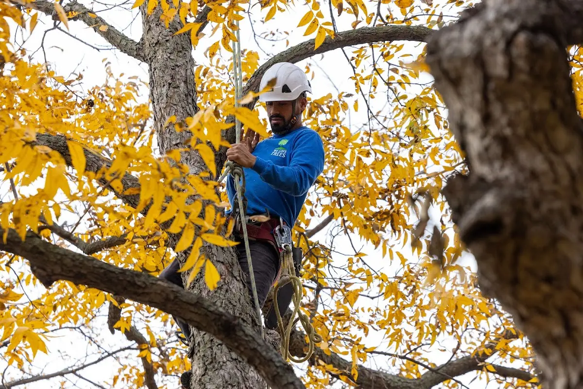 Skilled Dead Tree Removal crew working in Calvert